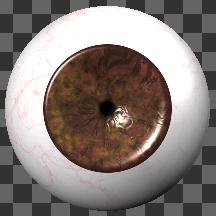 EyeBrownA00S animated: 30 frame dilation